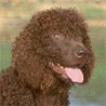 Irish Water Spaniel, Irischer Wasserspaniel, Parti-coloured Setter