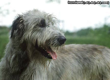 Irish Wolfhound Hunde Foto 12721 Irish Wolfhound Irish Wolfhound Rüde