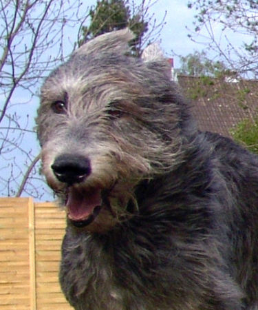 Irish Wolfhound Rennen ist Glück!