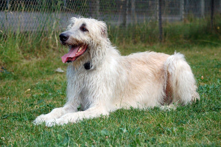 Irish Wolfhound Artus