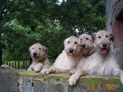 Irish Wolfhound Hunde Foto 1243 Irish Wolfhound Komm mal rein zu uns in den Garten