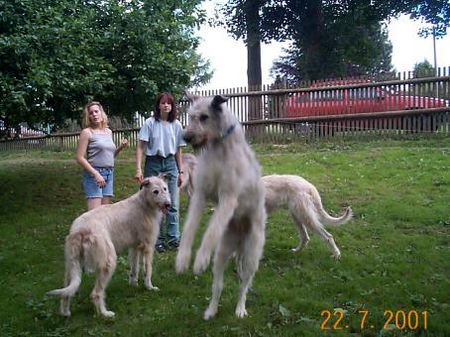 Irish Wolfhound Hunde Foto 1244 Irish Wolfhound Na, wer kann denn am höchsten springen???