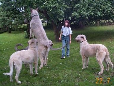 Irish Wolfhound Hunde Foto 1246 Irish Wolfhound Hochsprungweltrekord!!!