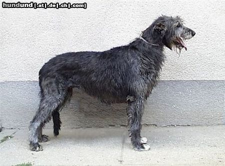 Irish Wolfhound Hunde Foto 16889 in höherer Auflösung ansehen Irish Wolfhound