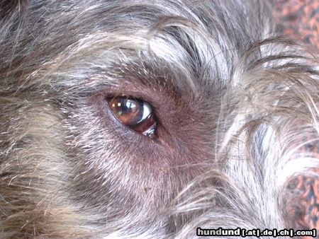 Irish Wolfhound Hunde Foto 21319 Irish Wolfhound Augenblick