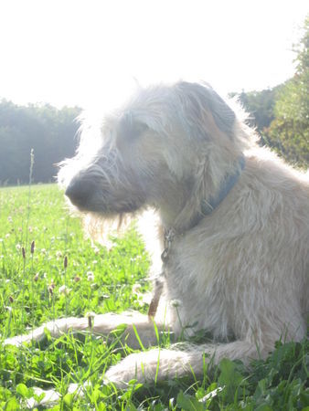 Irish Wolfhound Hunde Foto 42821 Irish Wolfhound Bakira