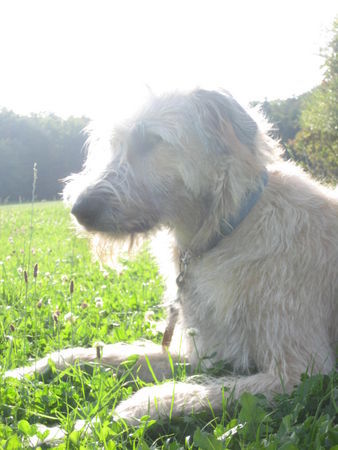 Irish Wolfhound Bakira 