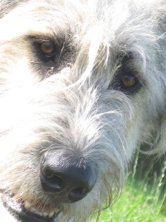 Irish Wolfhound Bakira mit 1Jahr