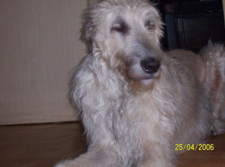 Irish Wolfhound Mein 