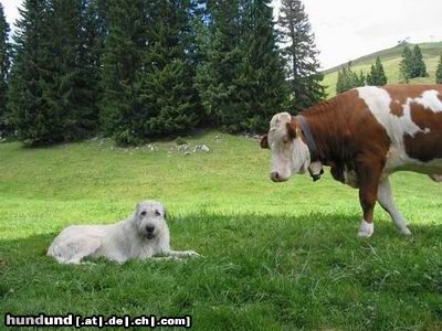 Irish Wolfhound Hunde Foto 4028 Irish Wolfhound Ob die wohl noch näher kommt?
