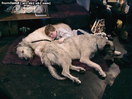 Irish Wolfhound Hunde Foto 4152 Irish Wolfhound Irish wolf cruft´s2000 burmingham