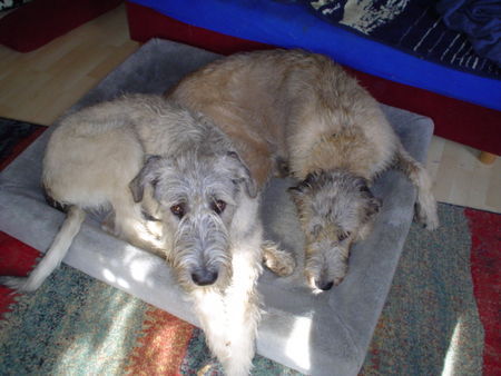 Irish Wolfhound wann kriegen wir `ne zweite Kudde?