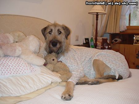 Irish Wolfhound Hunde Foto 22848 in höherer Auflösung ansehen Irish Wolfhound Gute Nacht...