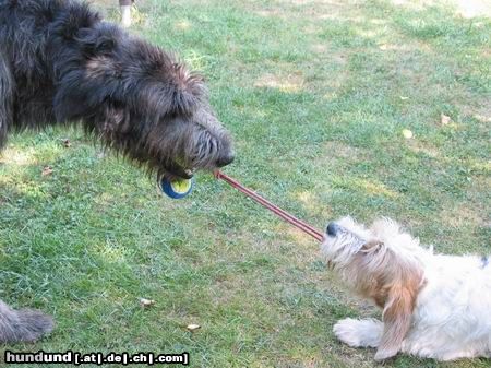 Irish Wolfhound Hunde Foto 4988 Irish Wolfhound David gegen Goliath!