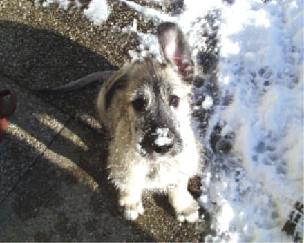 Irish Wolfhound Hunde Foto 26777 in höherer Auflösung ansehen Irish Wolfhound Klein Yggdrasil -Auch ich möchte einmal Stehohren !