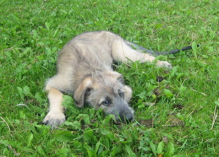 Irish Wolfhound Bakira mit 12 Wochen