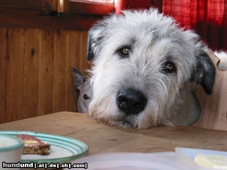 Irish Wolfhound Hunde Foto 4018 Irish Wolfhound Ich hab' sooooo hunger!