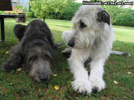 Irish Wolfhound Hunde Foto 4986 Irish Wolfhound Freunde!
