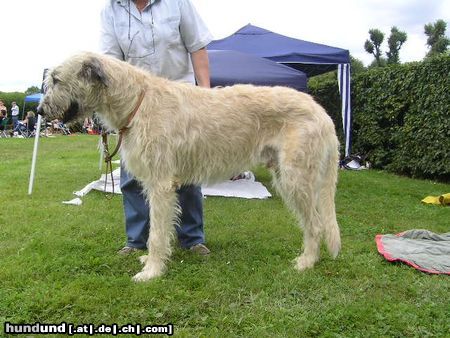 Irish Wolfhound Hunde Foto 13988 Irish Wolfhound Ausstellung in Heidenau