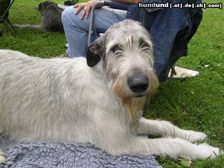 Irish Wolfhound Hunde Foto 13989 Irish Wolfhound Ausstellung in Heidenau