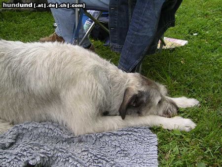 Irish Wolfhound Hunde Foto 13990 Irish Wolfhound Ausstellung in Heidenau
