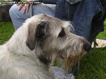 Irish Wolfhound Hunde Foto 13991 Irish Wolfhound Ausstellung in Heidenau