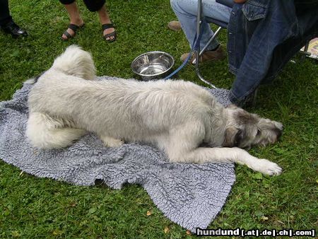 Irish Wolfhound Hunde Foto 13992 Irish Wolfhound Ausstellung in Heidenau