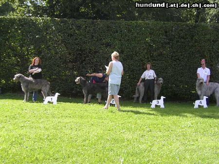 Irish Wolfhound Hunde Foto 13996 Irish Wolfhound Ausstellung in Heidenau