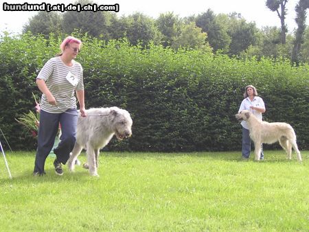 Irish Wolfhound Hunde Foto 13997 Irish Wolfhound Ausstellung in Heidenau