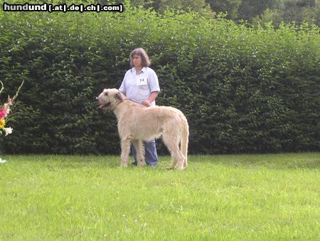 Irish Wolfhound Hunde Foto 14001 Irish Wolfhound Ausstellung in Heidenau
