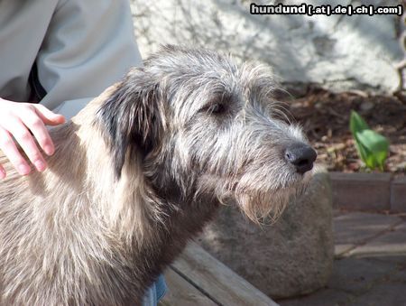 Irish Wolfhound Hunde Foto 10147 Irish Wolfhound erste Frühlingssonne