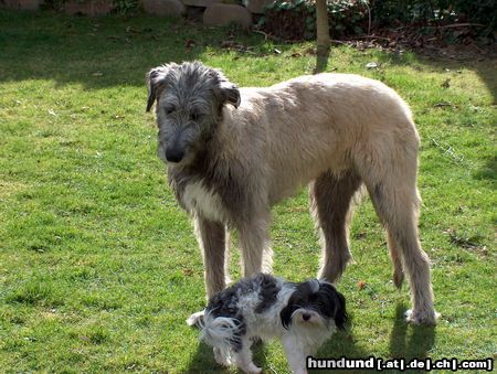 Irish Wolfhound Hunde Foto 10148 Irish Wolfhound Conrad und Bienchen