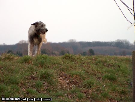 Irish Wolfhound Hunde Foto 10149 Irish Wolfhound Conrad auf dem Damm