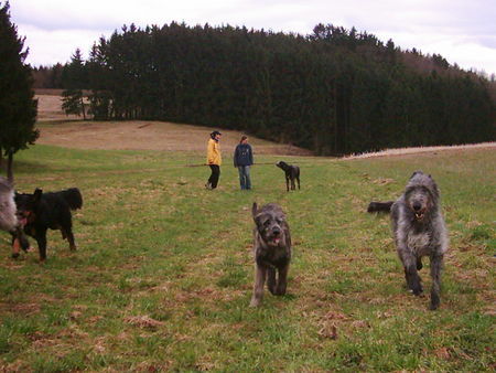 Irish Wolfhound Im Rudel macht Spazierengehen viel mehr Spaß...