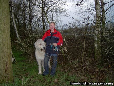 Irish Wolfhound Hunde Foto 14526 Irish Wolfhound Mein bester Freund Arik