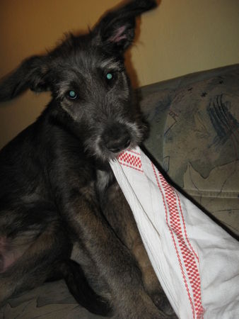 Irish Wolfhound Und es ist doch mein Handtuch, Gandi, 4 Mon.
