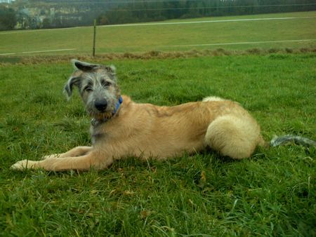 Irish Wolfhound Bakira 