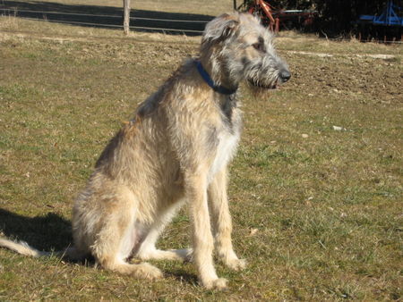 Irish Wolfhound Bakira 