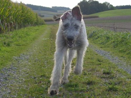 Irish Wolfhound Action-Wolf