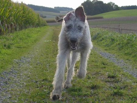 Irish Wolfhound Hunde Foto 39929 in höherer Auflösung ansehen Irish Wolfhound Action-Wolf