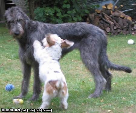 Irish Wolfhound Hunde Foto 4987 Irish Wolfhound Spiel mit mir!