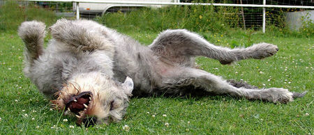 Irish Wolfhound Relax