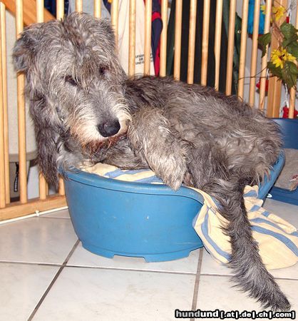 Irish Wolfhound Hunde Foto 9539 Irish Wolfhound
