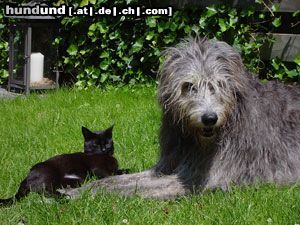 Irish Wolfhound Hunde Foto 8797 Irish Wolfhound Luca und Zalika