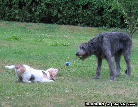 Irish Wolfhound Hunde Foto 4989 Irish Wolfhound Ganz schön kräftig, der Kleine!
