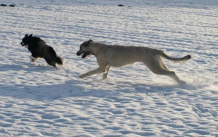 Irish Wolfhound wilde Jagd über die Felder