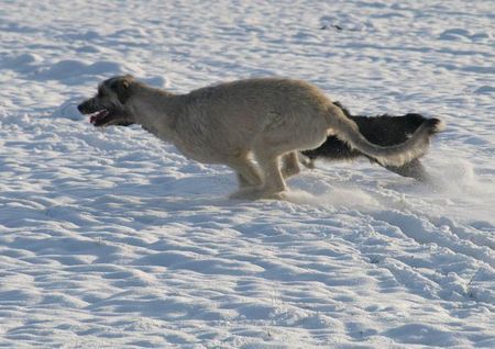 Irish Wolfhound Winterfreuden in Bayern