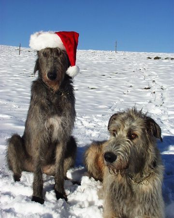 Irish Wolfhound wann ist Weihnachten?????????????