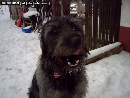 Irish Wolfhound So einer könnte auch, in Chico drinn stecken.