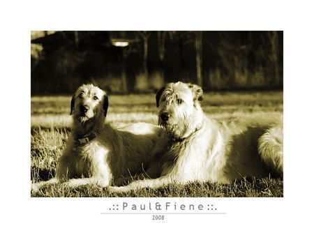 Irish Wolfhound Von den Wolfsburger Wölfen